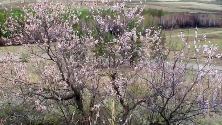 Страна Гурания видео