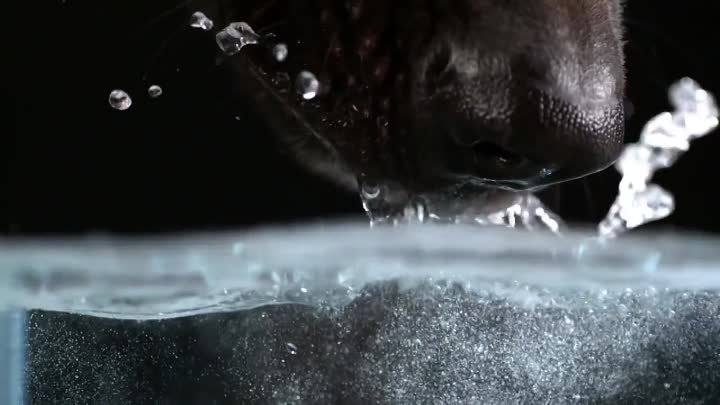 Secret Life of Dogs: Alsatian dog drinking water in ultra slow motion