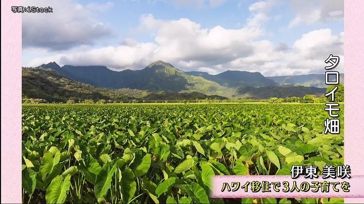 徹子の部屋 動画 ハワイへ移住!3児の子育てに奮闘する日々を | 2022年9月1日