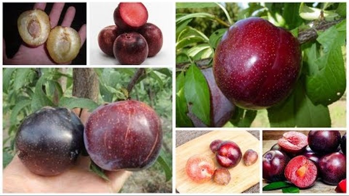 Гибрид сливы абрикоса и персика шарафуга фото Гибрид сливы абрикоса и персика шарафуга фото