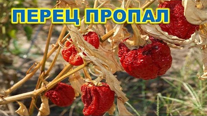 Перец пропал на грядке.В теплице - перец выше человеческого роста. Г ...