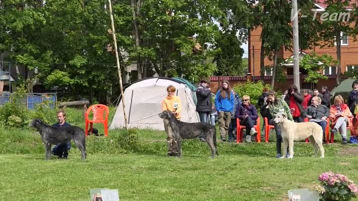 13-XIX Национальная выставка Ирландских Волкодавов. 13. Суки. Рабочи ...