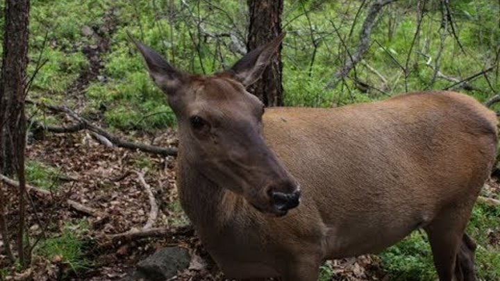 Изюбр приморский край фото Изюбр приморский край фото