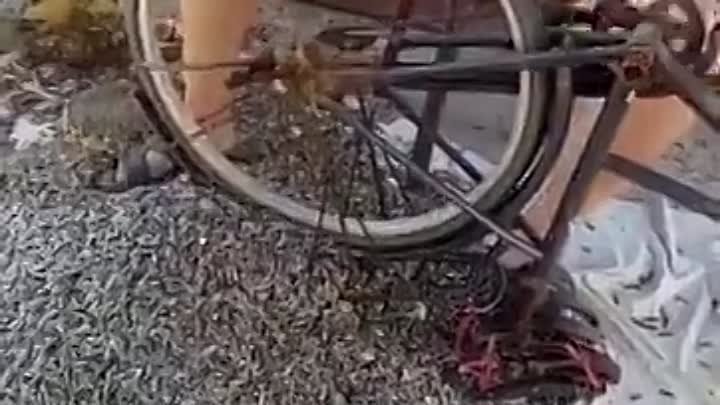 Как выбивать семечки из подсолнуха