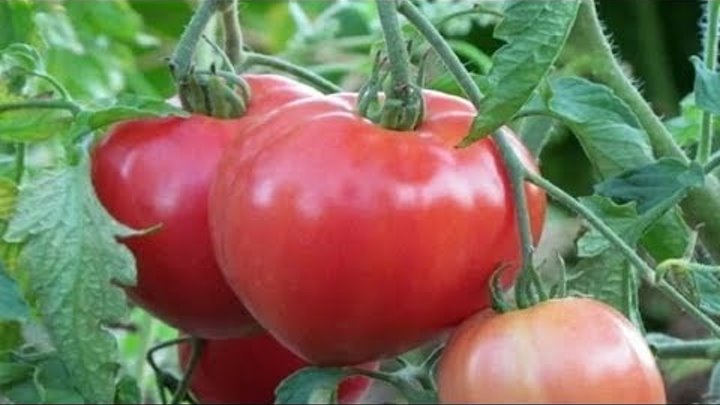 Томат абаканский розовый отзывы фото урожайность Томат абаканский розовый отзывы фото урожайность