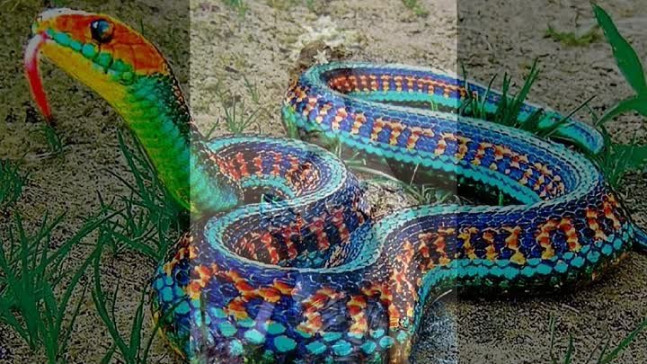 Le serpent: symbole talmudique de l'éternité.