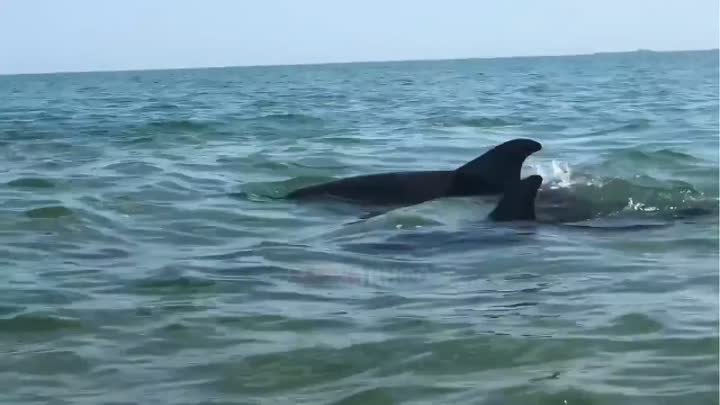 Дельфины играли огромной медузой в Керчи