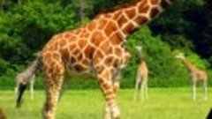 Изучаем жирафа 