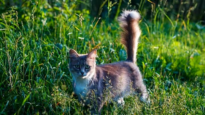 Видеоклип на песню "Сердце земли моей"
Автор фото: Горячки ...