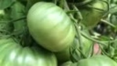Почему растрескиваются плоды томата и как этого избежать👍👍...