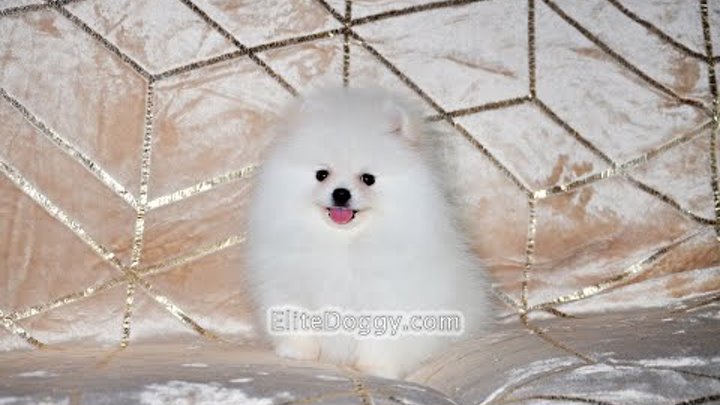 Супер-мини щенок померанского шпица белого окраса, игривая крошка