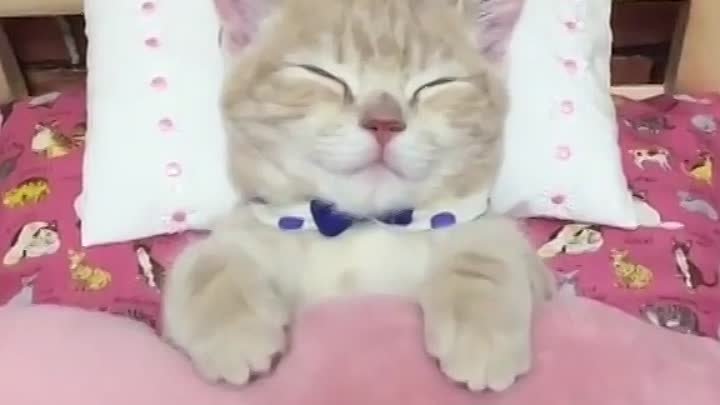 Сладких снов, котя!