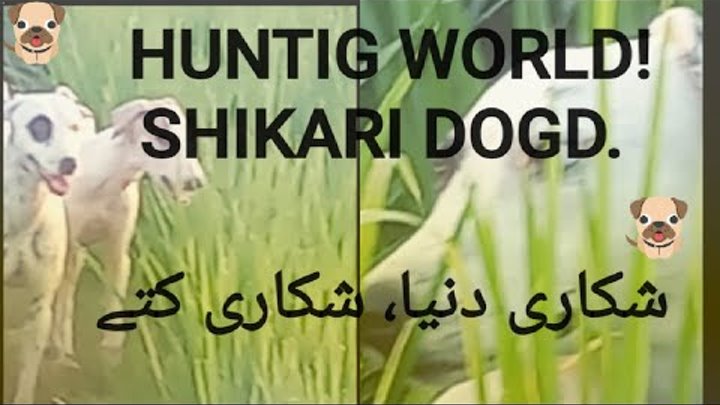 HUNTING WORLD! HUNTING DOGS, #hunting #hunt #hunter #dogshopinpatna  ...