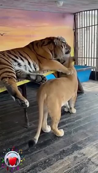 Любовь зла!😍 Полюбишь и тигра!🐯Красавцы!