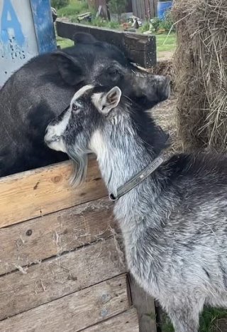 Какая у них нежность, обзавидуешся😁😂😍