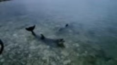 В Севастополе спасают выпущенных из дельфинария в море дельф...