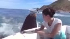 Морской лев просит рыбу у людей в лодке