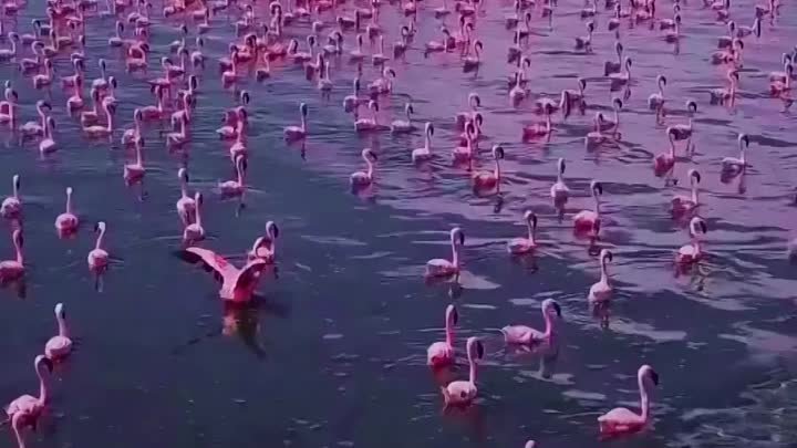 Озеро Богория, Кения.