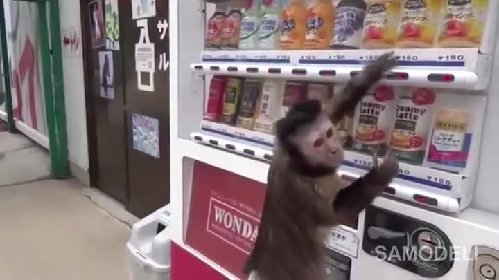 Очень умный обезьян