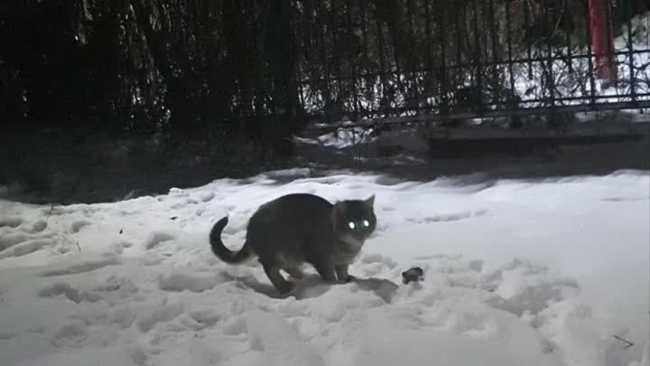 "Серёжа" увидел первый снег ❄️ 