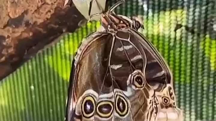 Появление бабочки