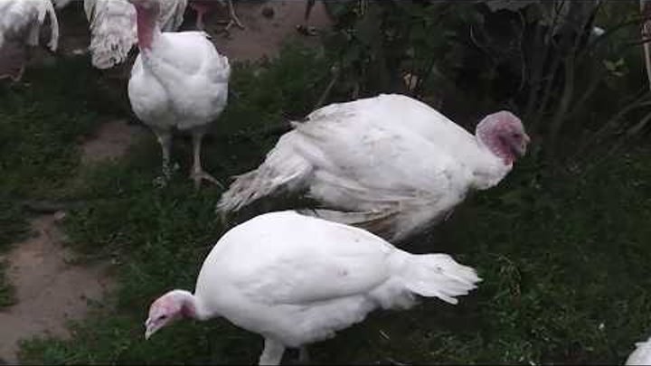 Индюки месяц фото Индюки месяц фото