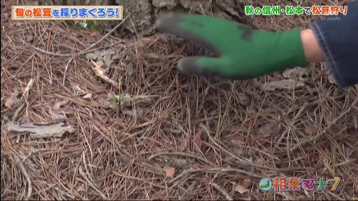 相葉マナブ 動画　松茸の産地・長野県松本市で松茸狩りに挑戦 | 2022年10月30日