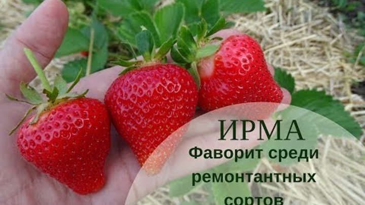 Клубника фото сорт ирма Клубника фото сорт ирма