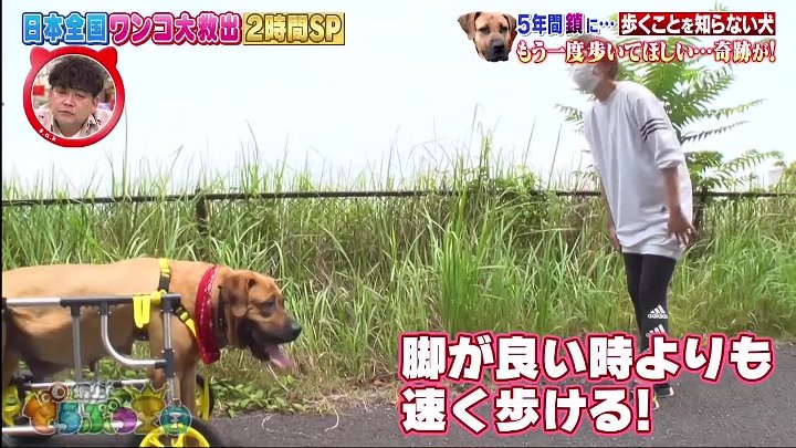 坂上どうぶつ王国 動画　5年間鎖に繋がれていた土佐犬…再び元気に歩いて欲しい！ | 2022年10月28日