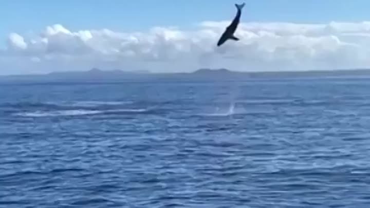 Акула Мако, неоднократно выпрыгивающая из воды