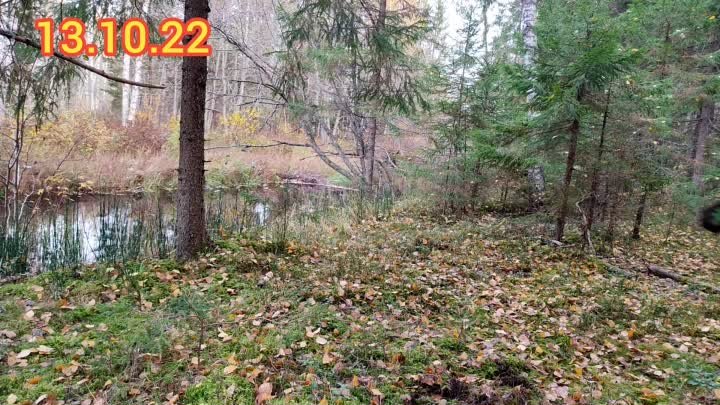 2⃣0⃣2⃣2⃣ Посадки Сибирского кедра🌲 в лесу. Семья Мачневых✅