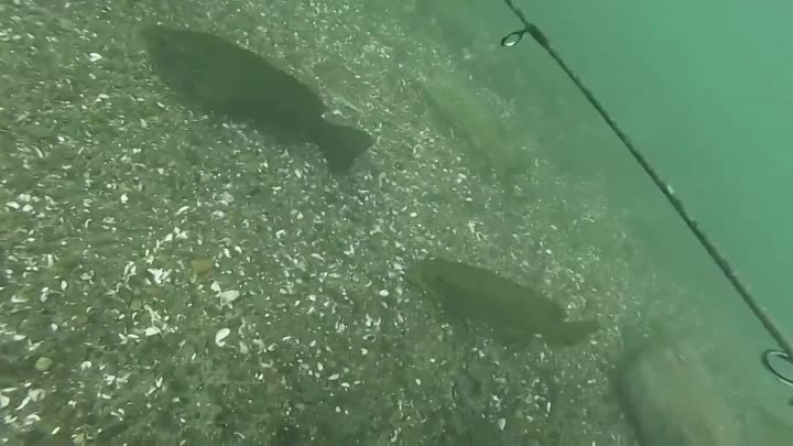 Ловля рыбы на спиннинг под водой  СЪЁМКА