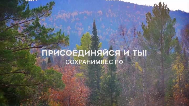 Итоги четвертого сезона акции «Сохраним лес»