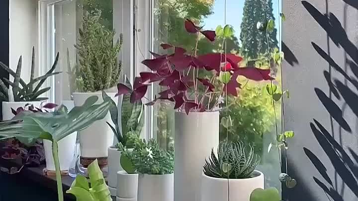 Немного из жизни растений.