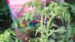 Необычный способ посадки томатов
