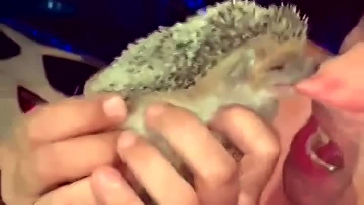 Как выглядит укус ежа фото Как выглядит укус ежа фото