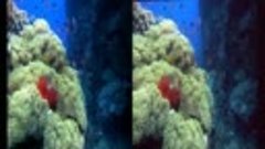 3D Extreme Ocean World Compilation - 3D Side by Side SBS VR ...