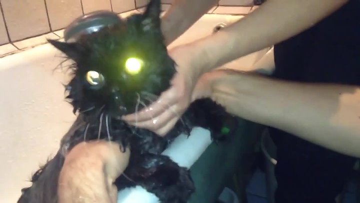 Я быык мем с котом Я быык мем с котом