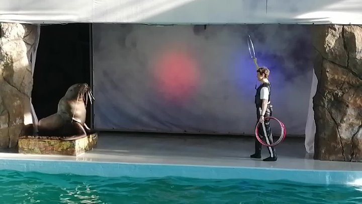 Дельфинарий ул лазарева 108а сочи фото Дельфинарий ул лазарева 108а сочи фото