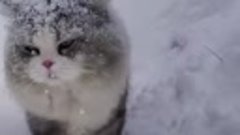 Коты и снег ❄
