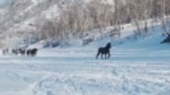 Лошади на Алтае зимой.mp4