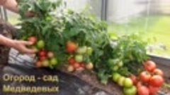 Урожай в открытом грунте   5 замечательных сортов томатов 2