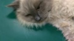 Маленький котик с труб теплотрассы