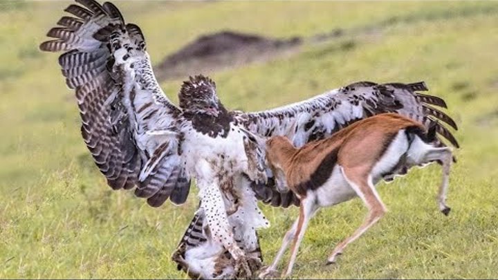 Боевой орел ул орловского 2 фото Боевой орел ул орловского 2 фото