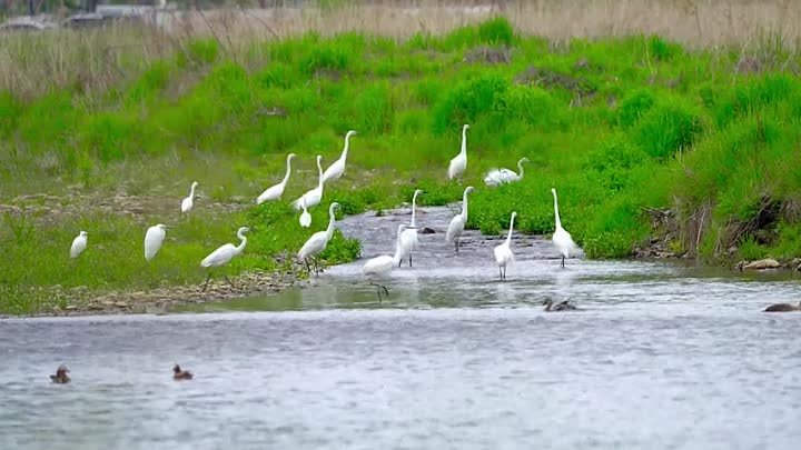 Зачем цапля стоит на одной ноге?