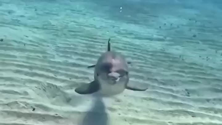 Невероятно обаятельный дельфин