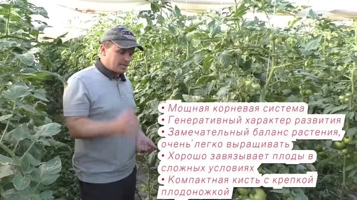 Бодерин- высокорослый томат, который мы будем выращивать в следующем ...