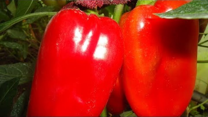 Перец фишт описание сорта фото отзывы садоводов Перец фишт описание сорта фото отзывы садоводов