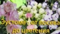 Эустома - от посева до цветения. Шикарные живые букеты на ва...