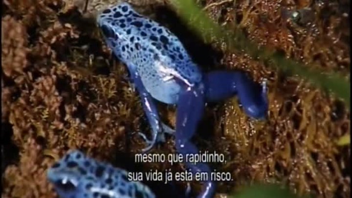 Animais Mortais Brasil - Legendado [HD] Discovery Theater